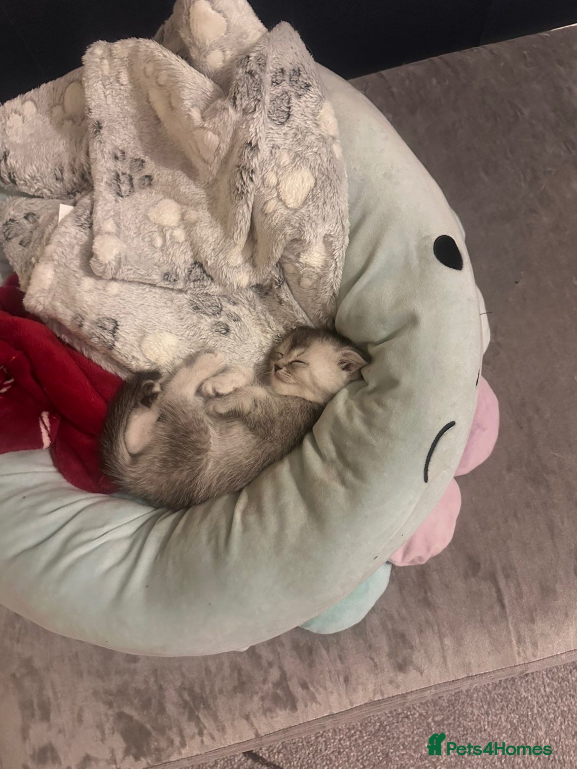 Mixed Breed cats scottish fold x ragdoll kittens - Advert 12