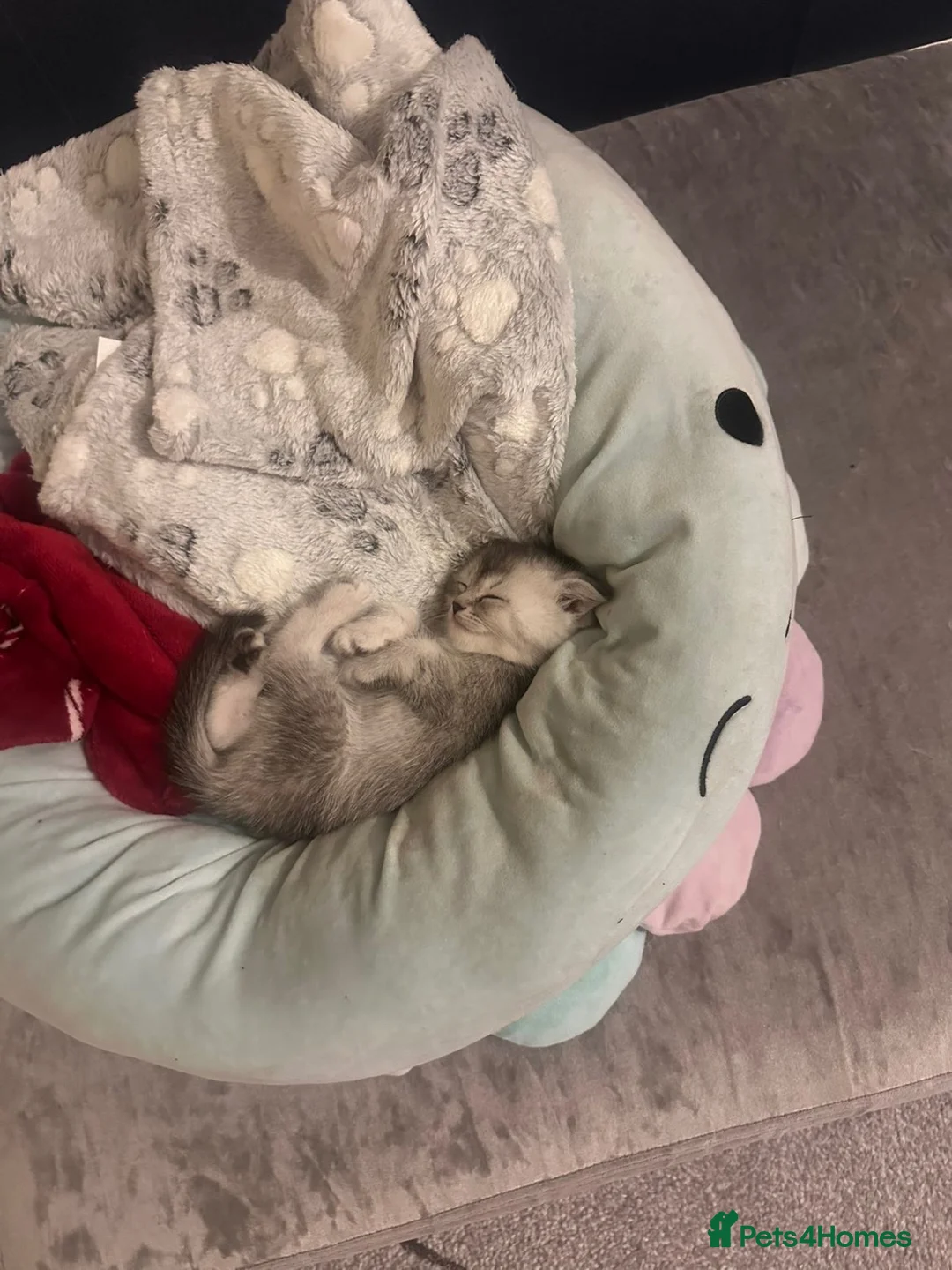 Mixed Breed cats for sale: scottish fold x ragdoll kittens - Advert 1