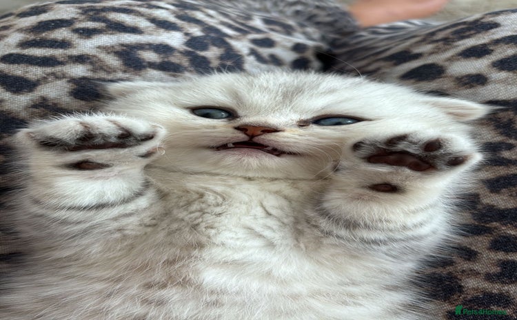 Scottish Fold cats - Advert 9