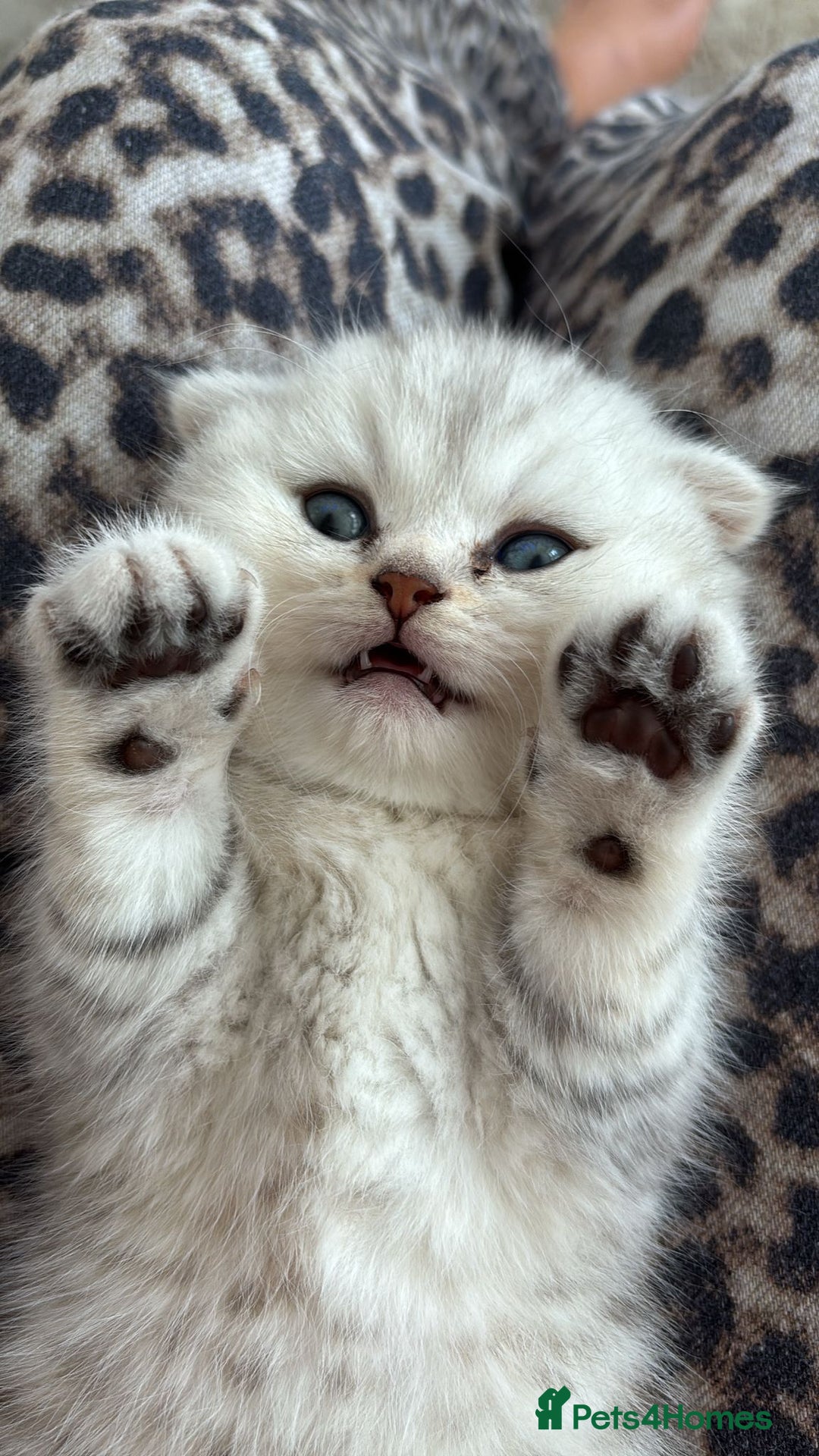 Scottish Fold cats for sale: Chunky Scottish fold boy  - Image 1