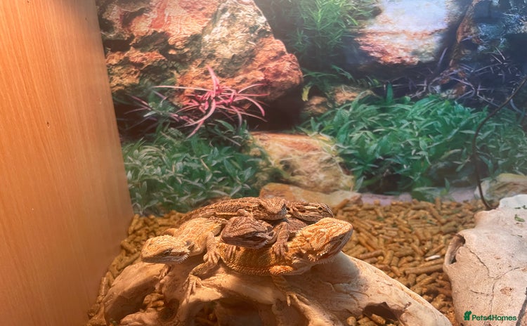 Bearded Dragon reptiles - Advert 1
