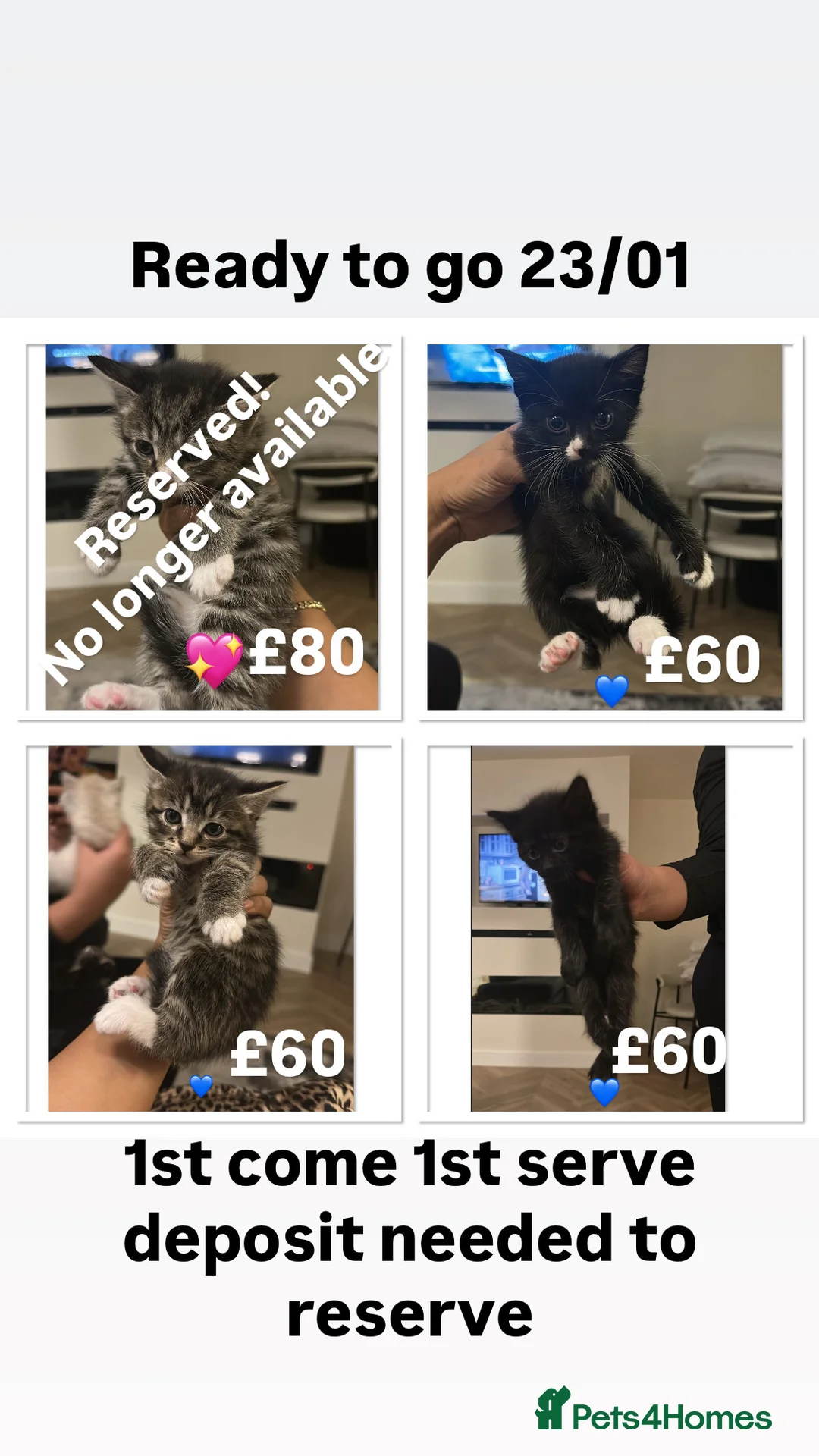 Mixed Breed cats for sale: kittens ready for their forever home - Advert 1