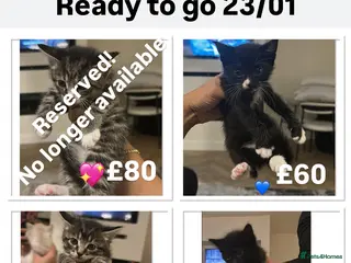 Mixed Breed cats kittens ready for their forever home - Advert 1