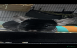 Chinchilla rodents for sale: Chinchilla and set up for sale  - Image 4