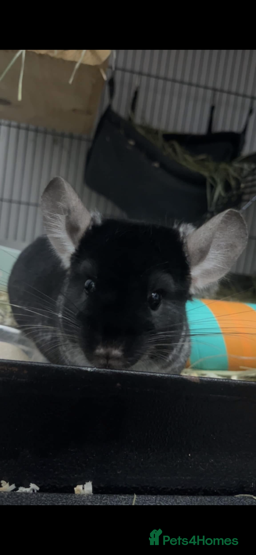 Chinchilla rodents for sale: Chinchilla and set up for sale  - Image 4
