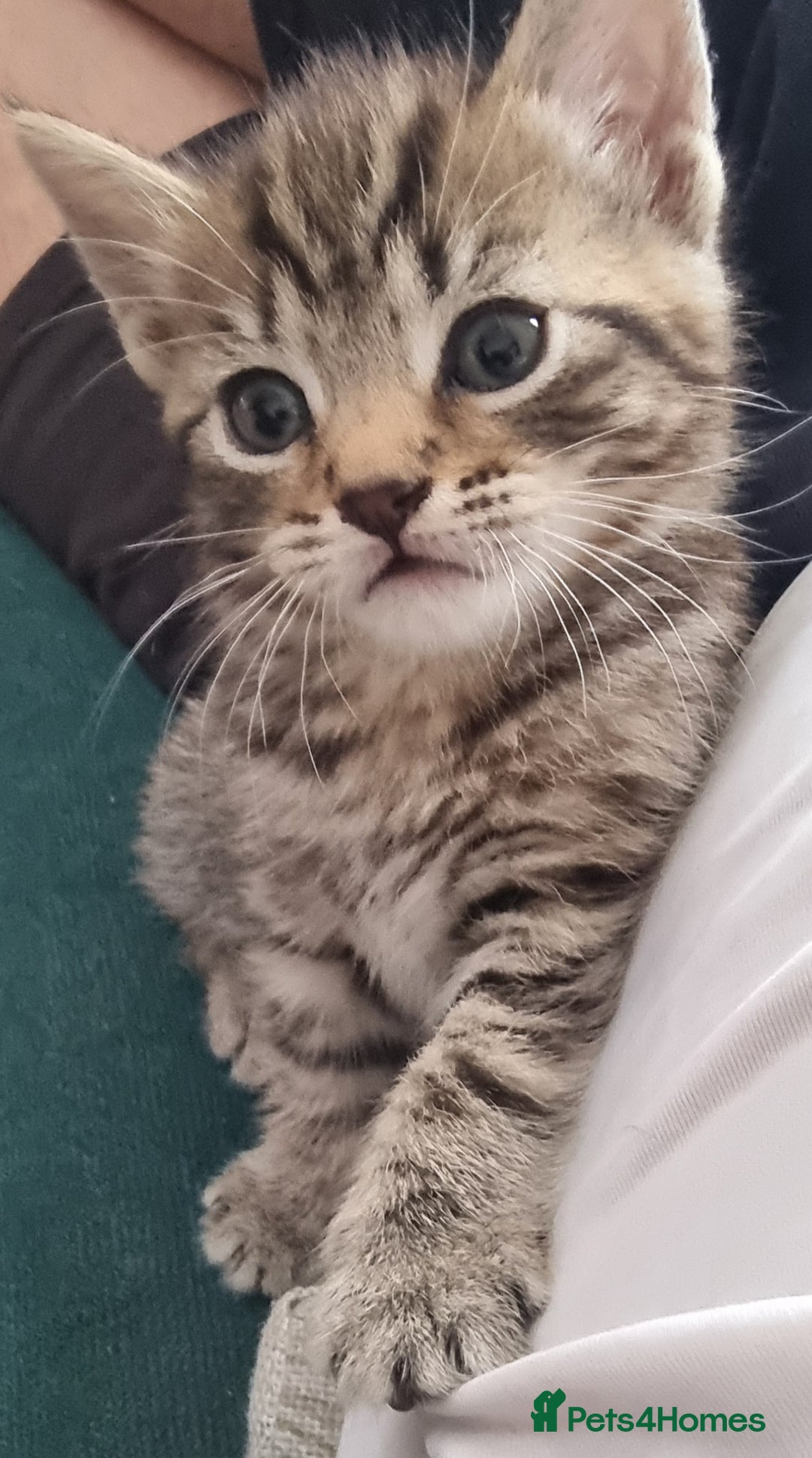 British Shorthair cats for sale: ✨ Gorgeous 6-Week-Old Kittens litter trained ✨ - Image 5