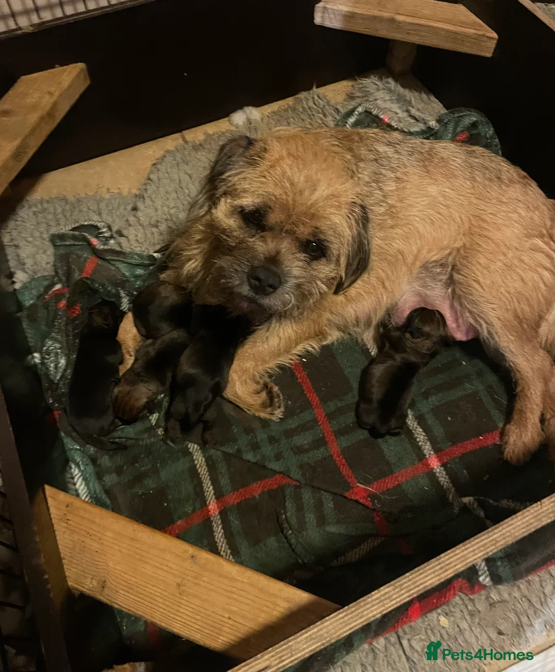 Border Terrier dogs for sale: Border terrier puppies  - Advert 3
