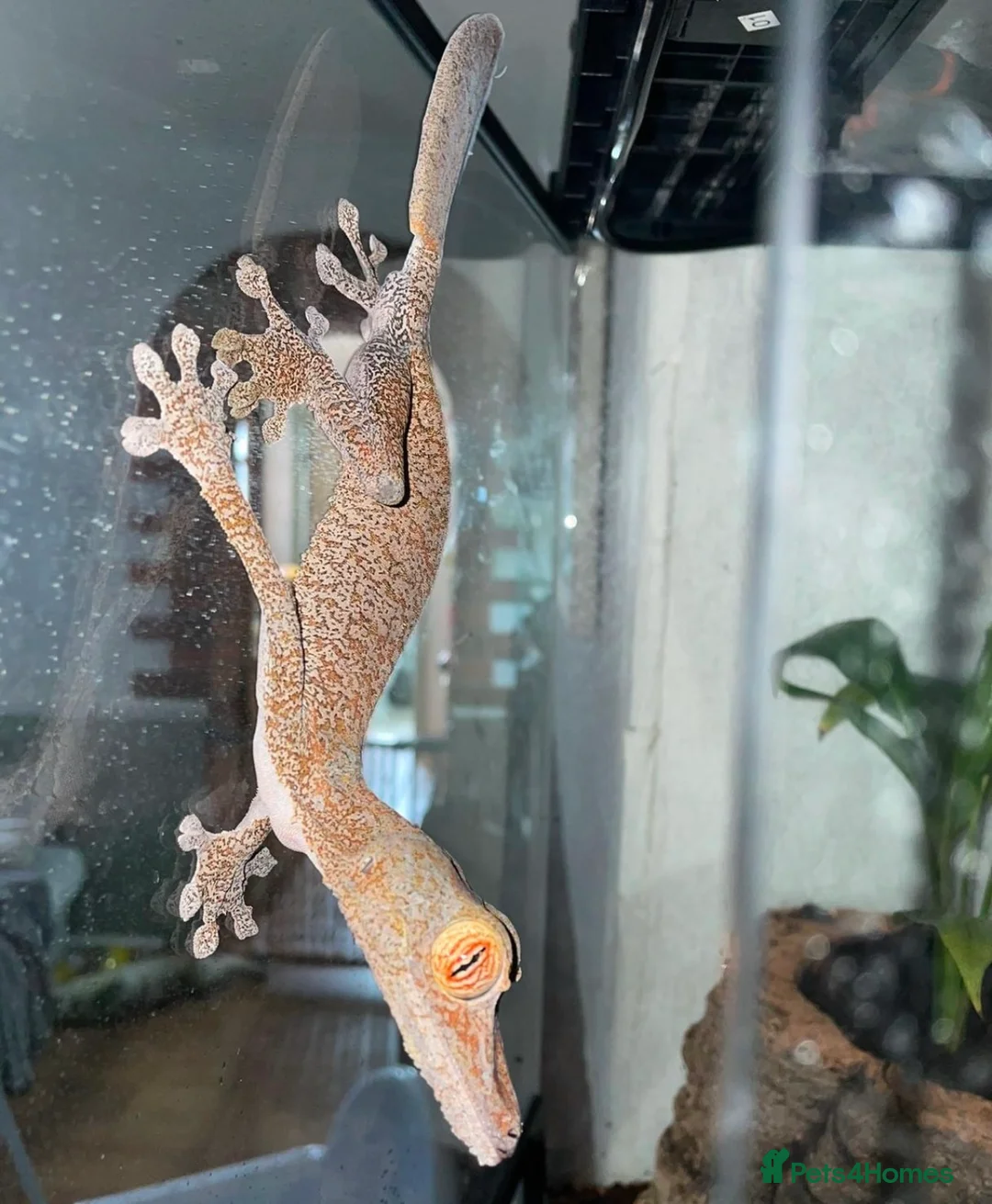 Gecko reptiles for sale: Uroplatus Fimbriatus - Advert 4