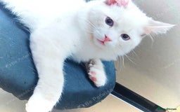 Maine Coon cats for sale: Adorable Maine Coon x Ragdoll Kittens - Image 1