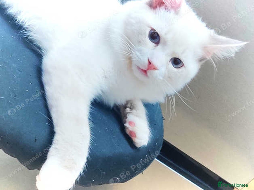 Maine Coon cats for sale: Adorable Maine Coon x Ragdoll Kittens - Image 1