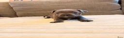Staffordshire Bull Terrier dogs for sale: Kc health clear - Advert 5