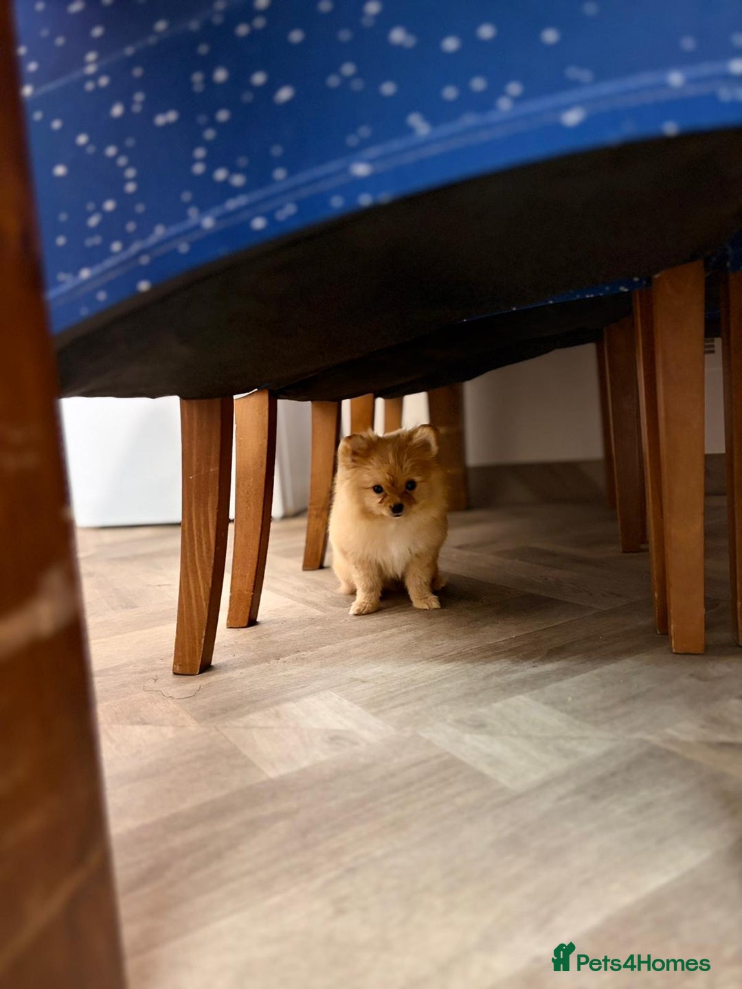 Pomeranian dogs for sale: Pomeranian - Advert 3