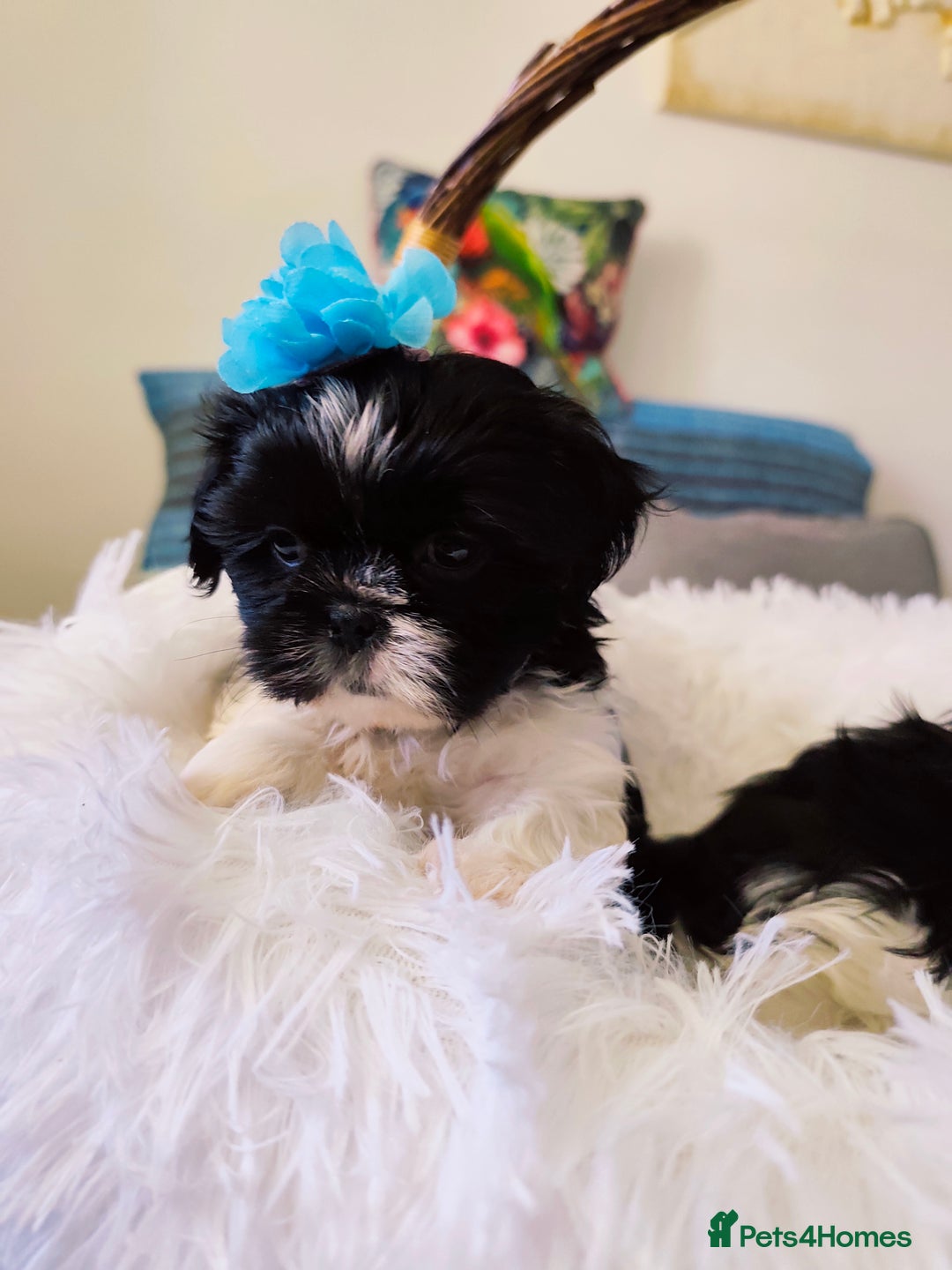 Shih Tzu dogs for sale: Shih Tzu puppies 1 boy available Redy Now!!! - Image 10