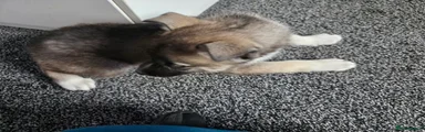Huskita/siberian-husky Puppy 4