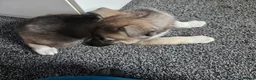 Huskita dogs for sale: huskita/siberian husky puppies - Advert 12