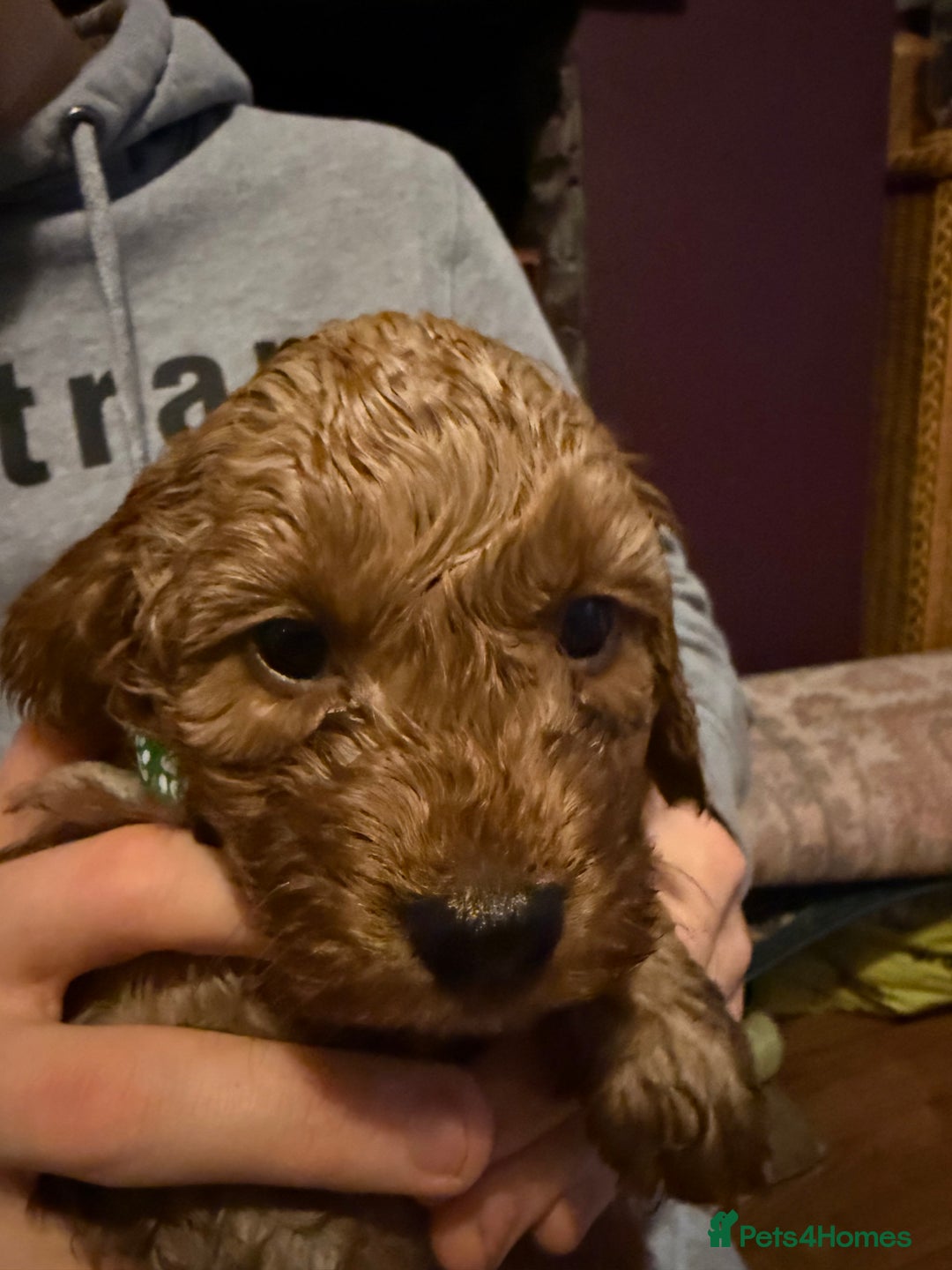 Cockapoo dogs for sale: Cockatoo puppies - Advert 15