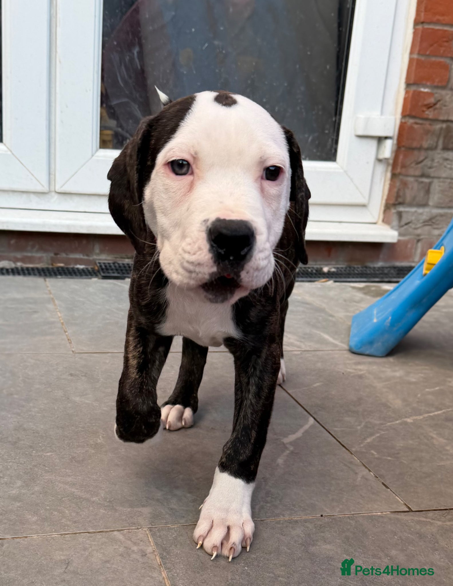 American Bulldog dogs American bulldog puppies  - Advert 14