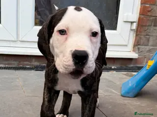 American Bulldog dogs American bulldog puppies - Advert 14