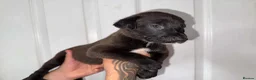 Lurcher dogs for sale: Collie bull greyhound  - Advert 6