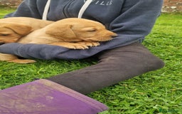 Labrador Retriever dogs for sale: Labrador puppies looking for 5* homes - Image 8