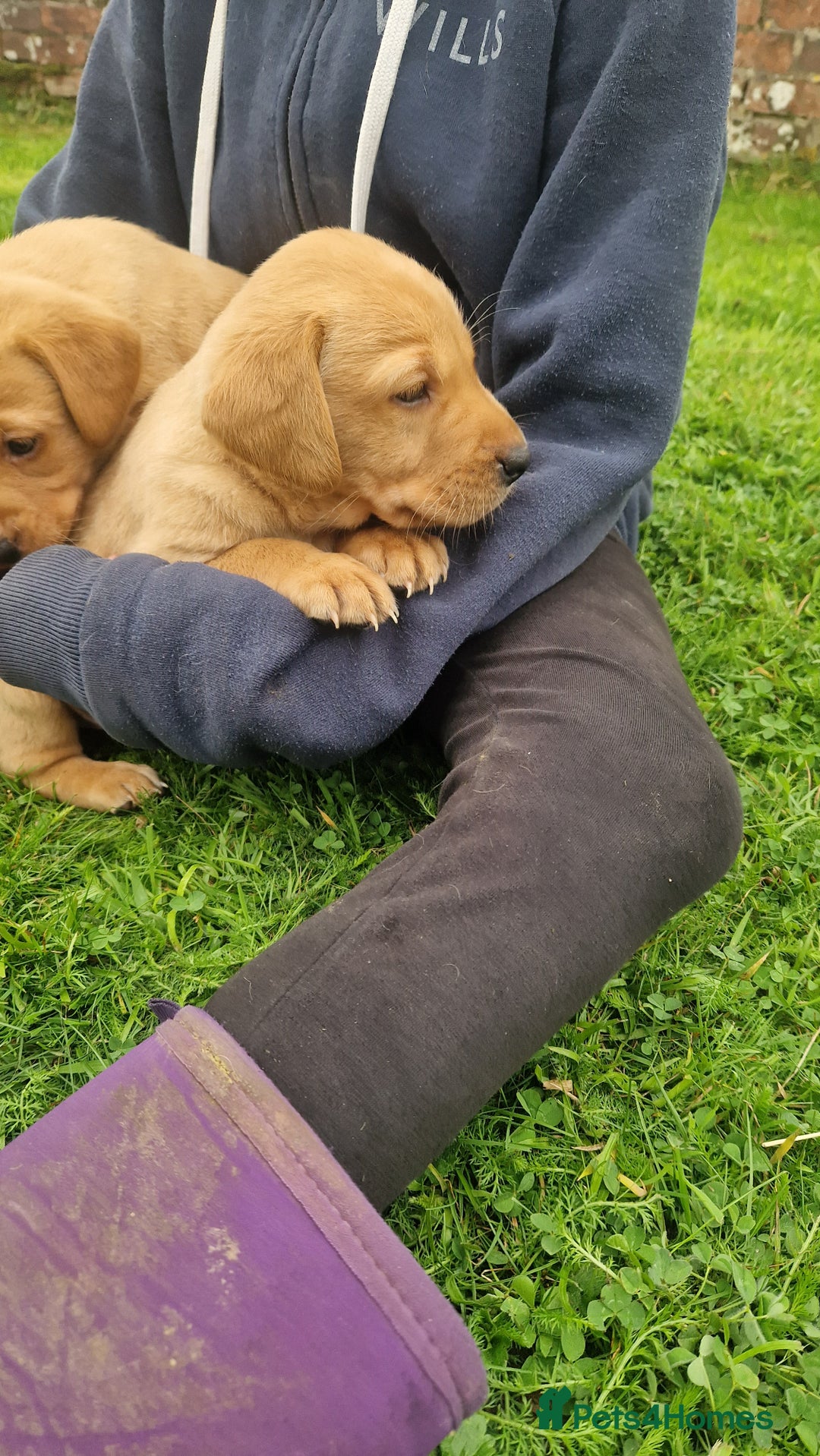 Labrador Retriever dogs for sale: Labrador puppies looking for 5* homes - Image 8