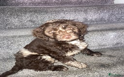 Cockapoo dogs for sale: Merle Cockapoos - Advert 1