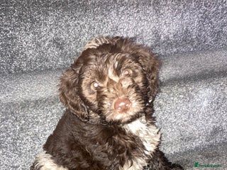 Cockapoo dogs Merle Cockapoos - Advert 13