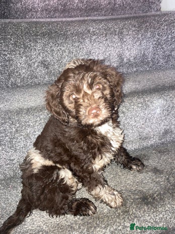 Cockapoo dogs Merle Cockapoos - Advert 7