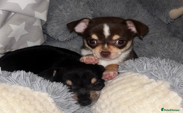 Chihuahua dogs Gorgeous tiny tri colour chihuahua puppies - Advert 1