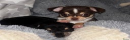 Chihuahua dogs for sale: Gorgeous tiny tri colour chihuahua puppies - Advert 1