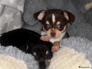 Chihuahua dogs Gorgeous tiny tri colour chihuahua puppies - Advert 16