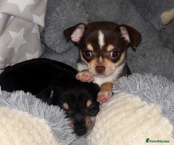 Chihuahua dogs Gorgeous tiny tri colour chihuahua puppies - Advert 1