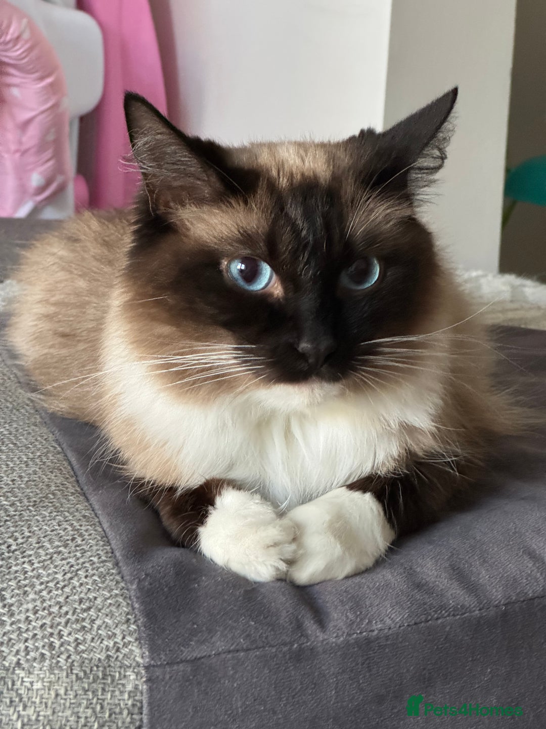 Ragdoll cats for sale: 1x male and 1x female for sale - Image 7