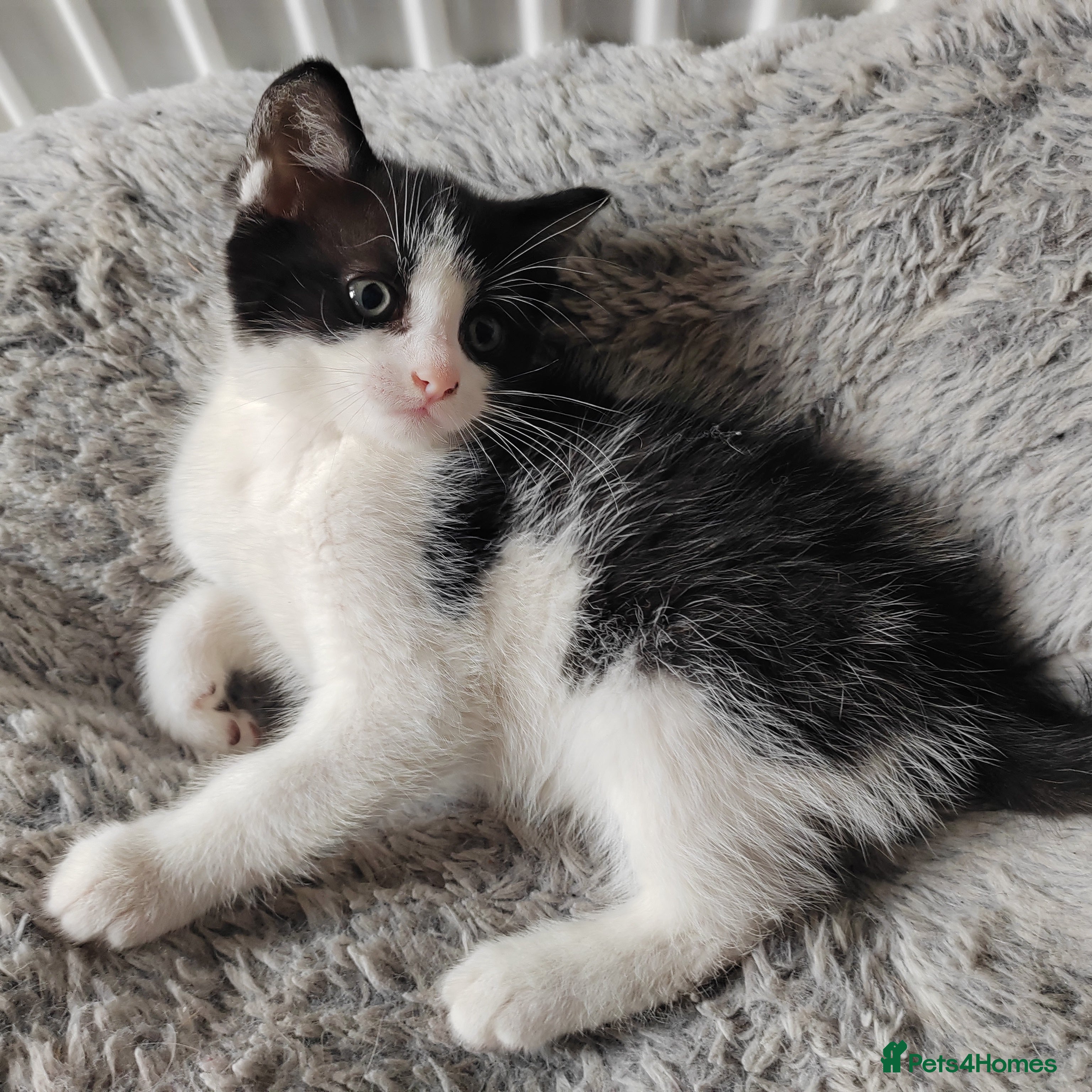 Mixed Breed cats The last kitten.Reduced price  - Advert 1