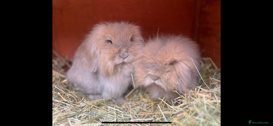 Mini Lion Lop rabbits for sale: Bonded lion lops looking for loving home  - Image 4