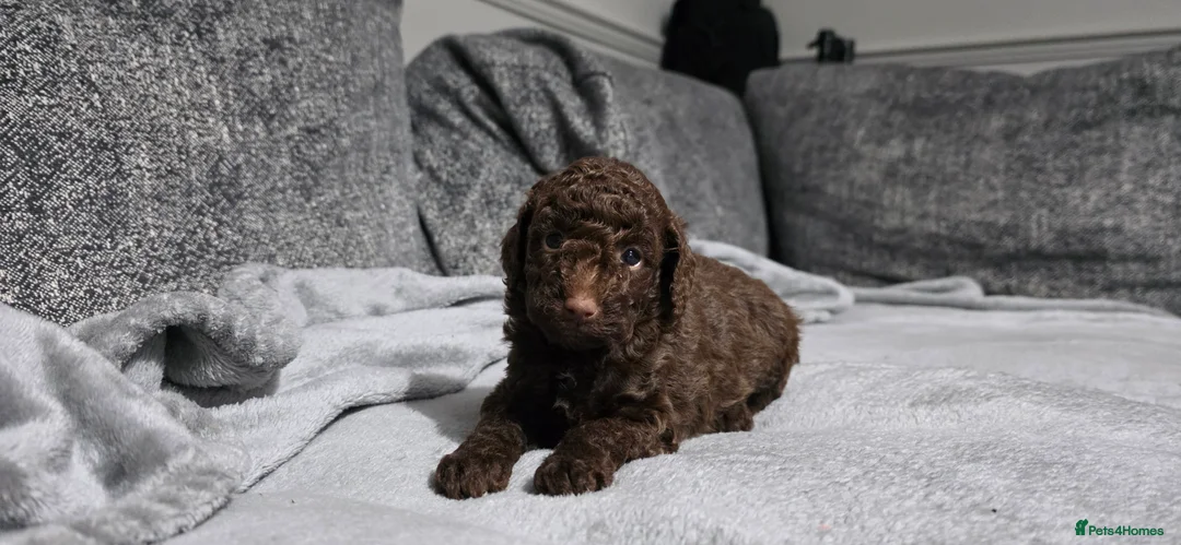 Sproodle dogs for sale: 🐾 Stunning Chocolate Sproodles🐾  - Advert 2