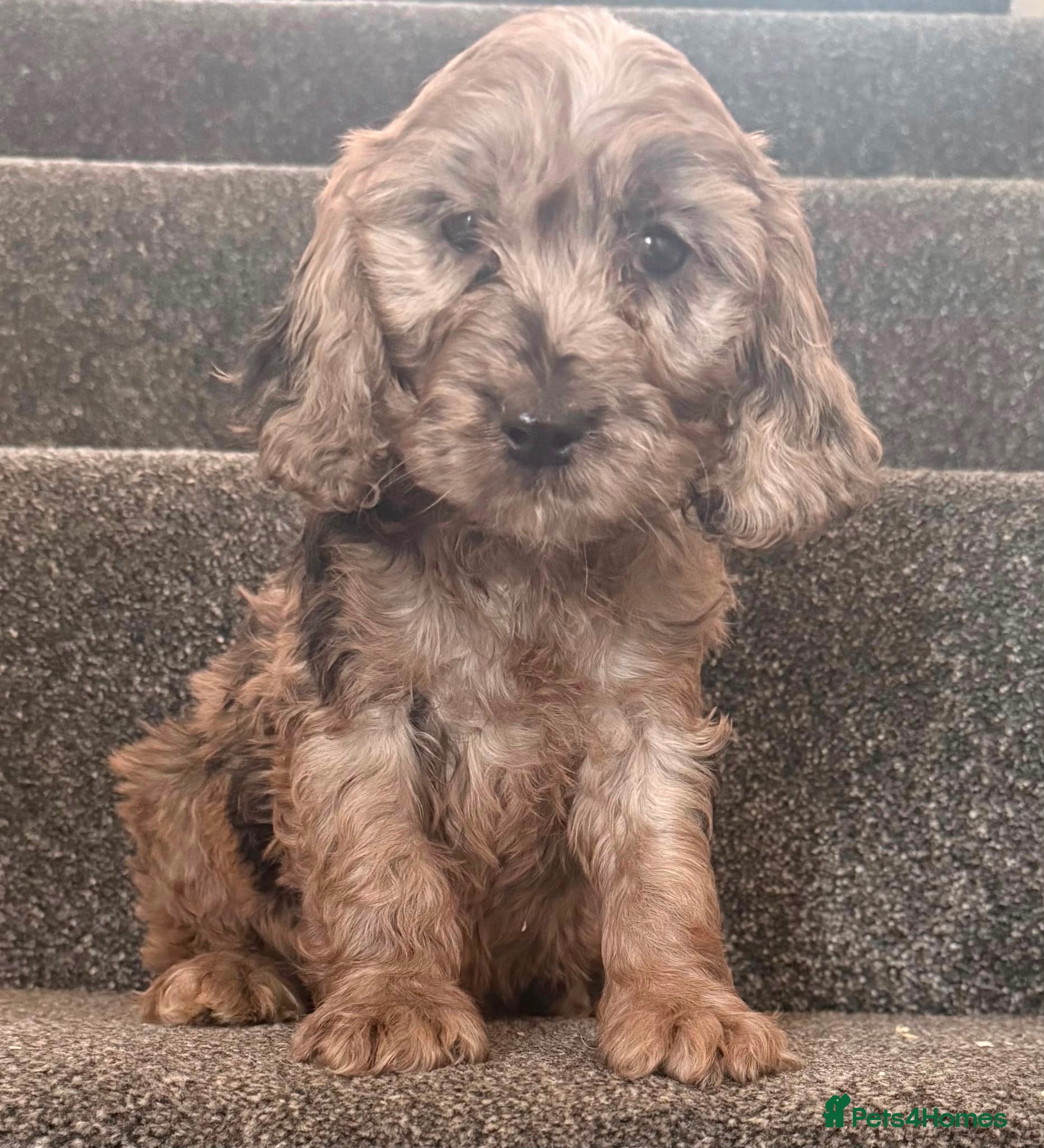 Cockapoo Puppy 2