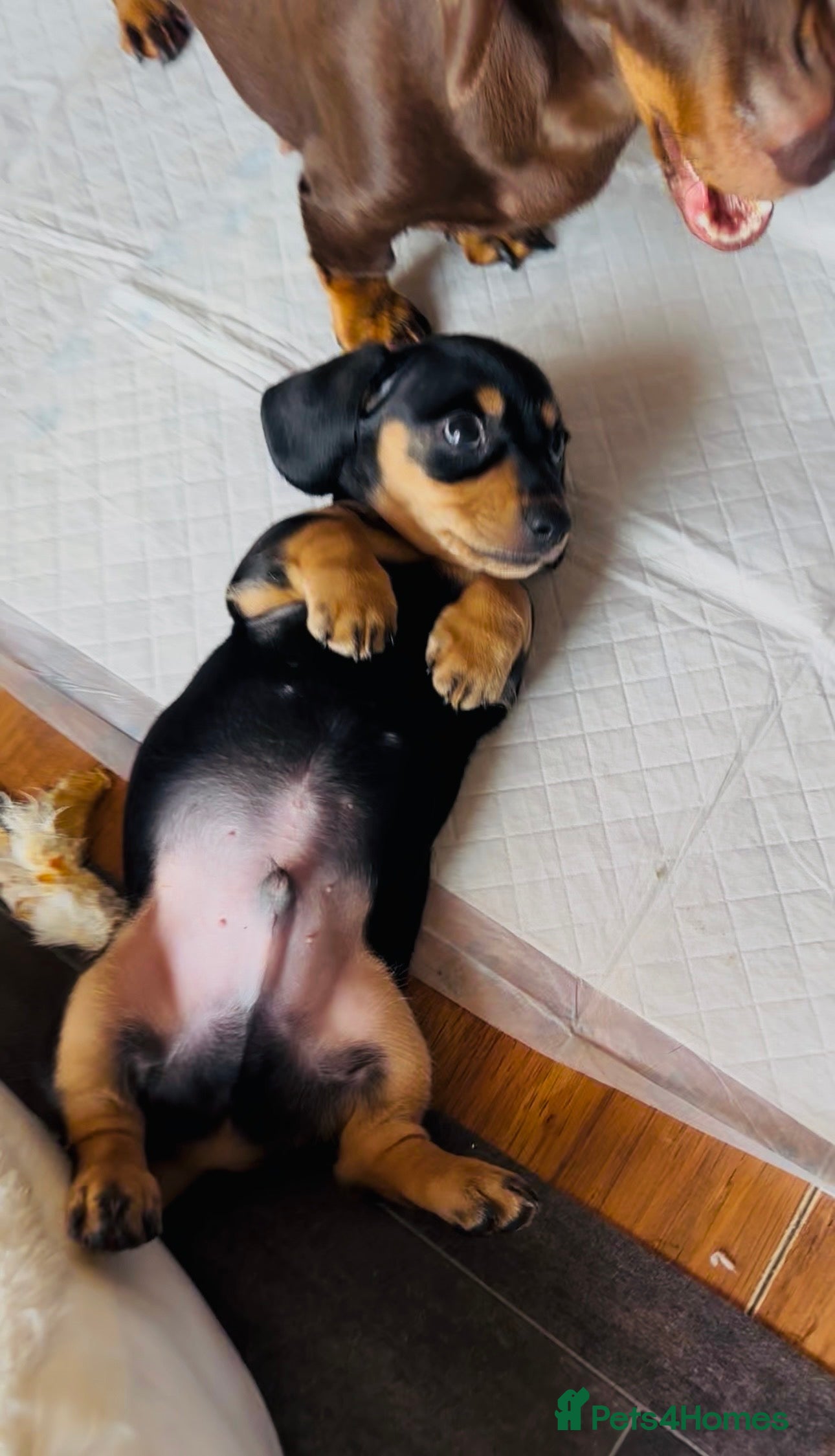 Miniature Dachshund dogs READY THIS WEEKEND 🌭🌭🌭🌭✅open to viewing  - Advert 1