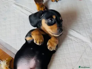 Miniature Dachshund dogs READY THIS WEEKEND 🌭🌭🌭🌭✅open to viewing - Advert 1