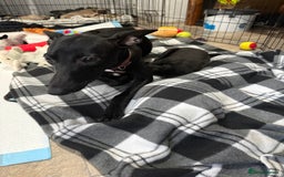 Whippet dogs for sale: 5 whippet puppies  - Image 11
