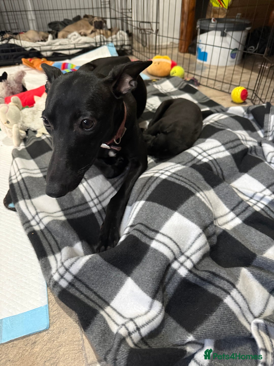 Whippet dogs for sale: 5 whippet puppies  - Image 11