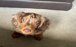 Dachshund dogs for sale: boy 12weeks old looking for forever home - Image 5