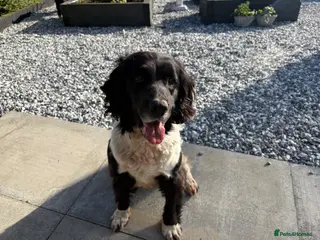 English Springer Spaniel dogs Working Spaniel – Due to Retire Soon - Advert 1
