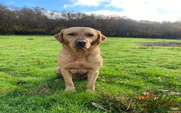 Labrador Retriever dogs for stud: Proven Stud, Fully Health Tested.  . in Tonbridge - Image 1
