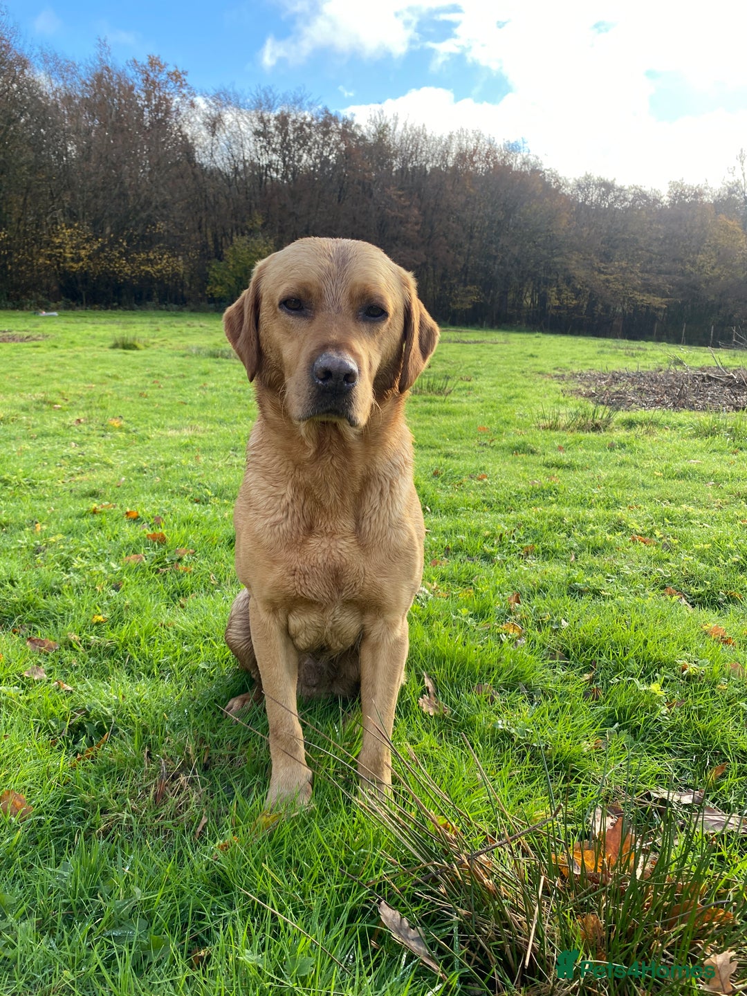 Labrador Retriever dogs for stud: Proven Stud, Fully Health Tested.  . in Tonbridge - Image 1