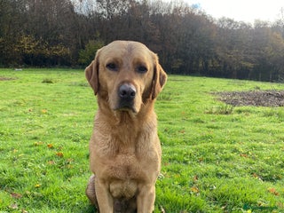 Labrador Retriever dogs in Tonbridge - Advert 15