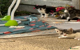 Toybob cats for sale: 3 kittens  - Image 7