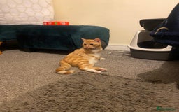 Mixed Breed cats for sale: 🐱 Playful & Loving Ginger Cat – 2 Years - Image 3