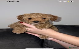 Poochon dogs for sale: STUNNING POOCHON - Image 21