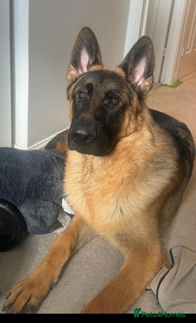German Shepherd dogs Beautiful 12 month old male czech german shepherd  - Advert 12